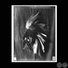 DIADEMA DE PLUMAS DE GARZA GRIS - Fotografía de GUIDO BOGGIANI